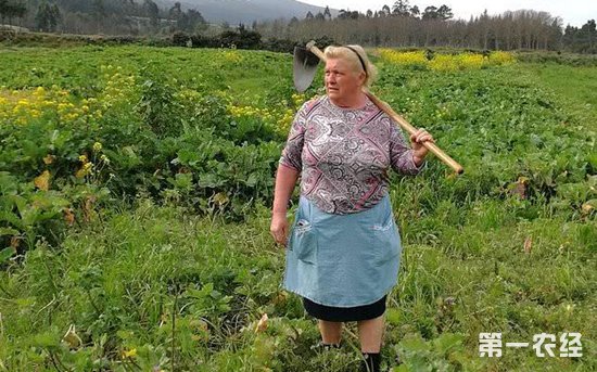 ����ͷ��ũ�����������&ldquo;������&rdquo;�����ߺ�