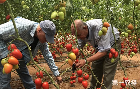 ��ɫ�����ӹ�˾���п����ջ �������ũ�����ʹ�������