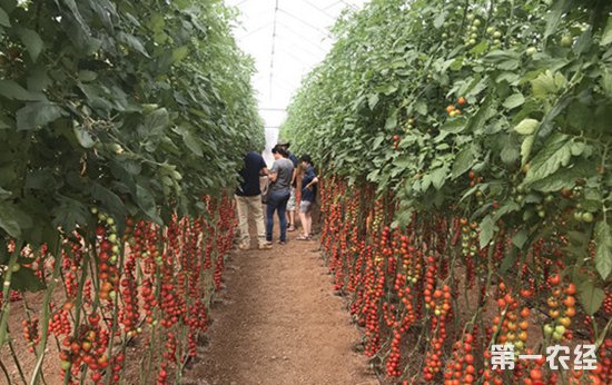 ��ɫ�����ӹ�˾���п����ջ �������ũ�����ʹ�������