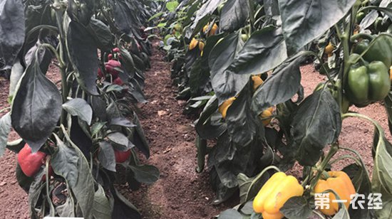 ��ɫ�����ӹ�˾���п����ջ �������ũ�����ʹ�������