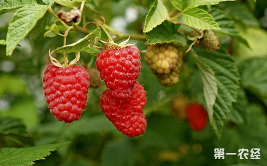 �ڿ����䶳��ݮ������ˢ�¼�¼ һ����ͬ������45%